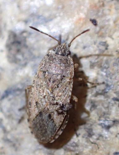 Emblethis denticollis